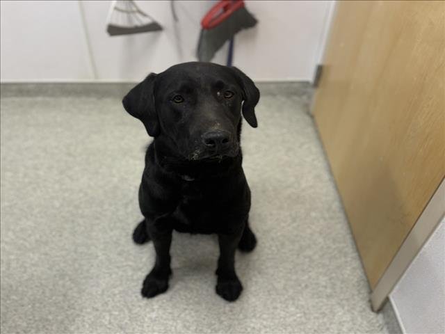 BO - Labrador Retriever available for adoption