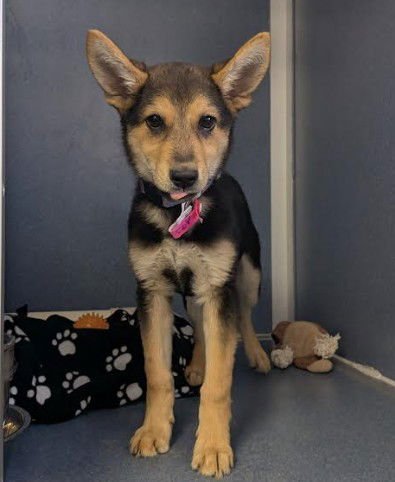 ZOE - Australian Kelpie available for adoption