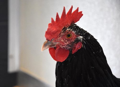 RO - Chicken available for adoption