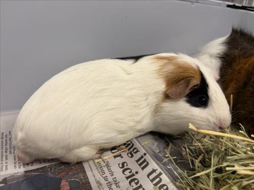 ELIANA - Guinea Pig available for adoption