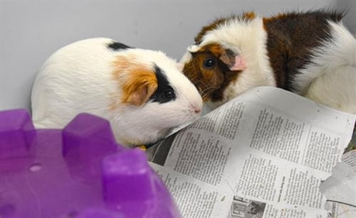 ELIANA - Guinea Pig available for adoption