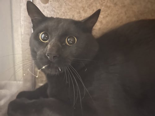 APPA - Domestic Short Hair available for adoption