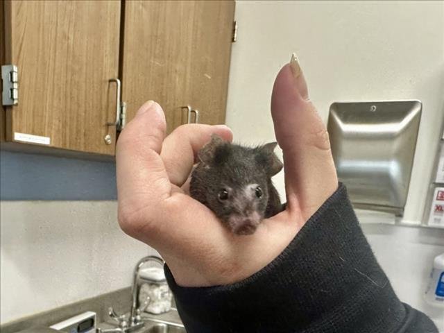 VOID - Mouse available for adoption