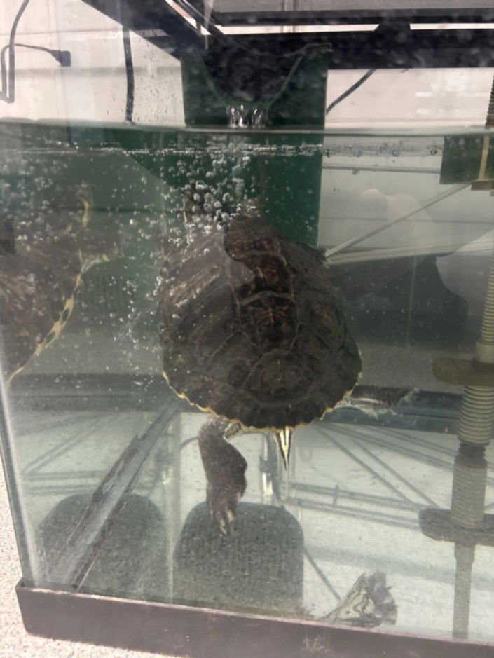 TINKY - Turtle available for adoption