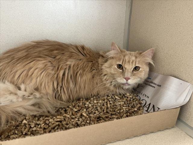 XAVIER - Domestic Long Hair available for adoption