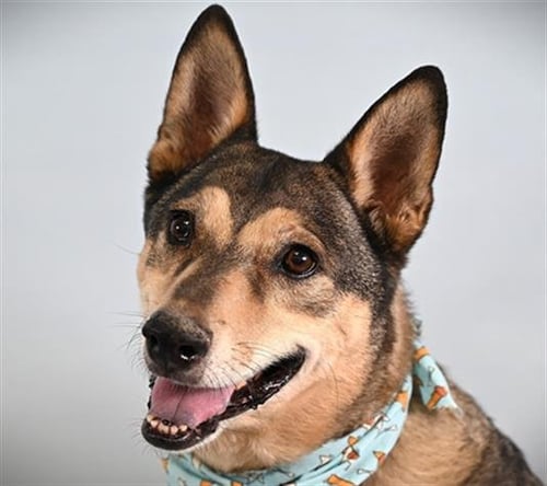 ODIE - German Shepherd Dog available for adoption