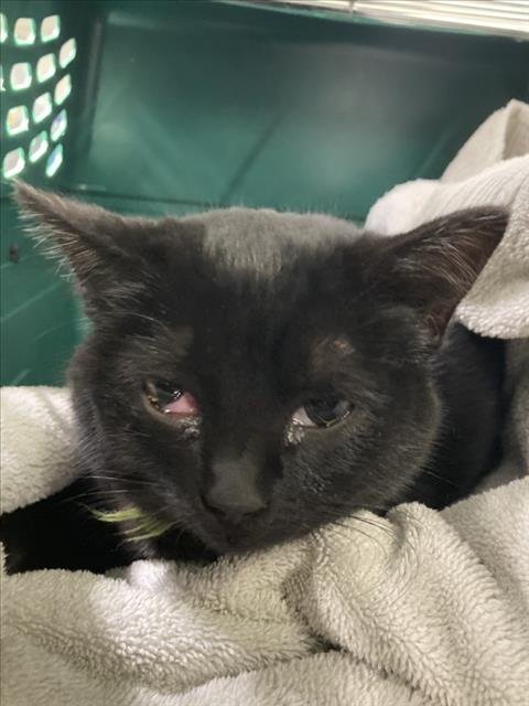 FELICITY - Domestic Short Hair available for adoption