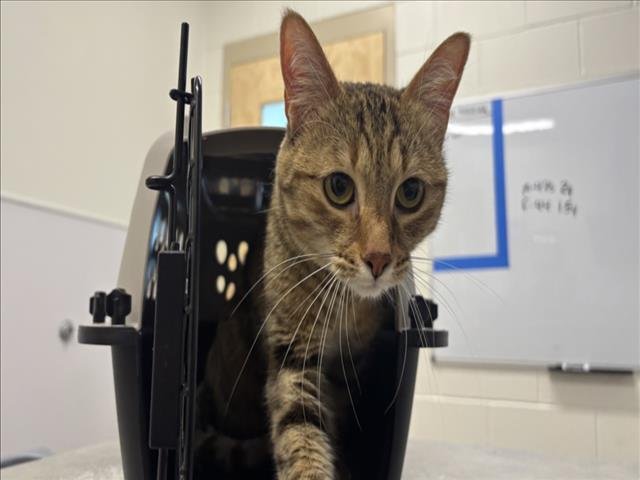 SKYE - Domestic Short Hair available for adoption