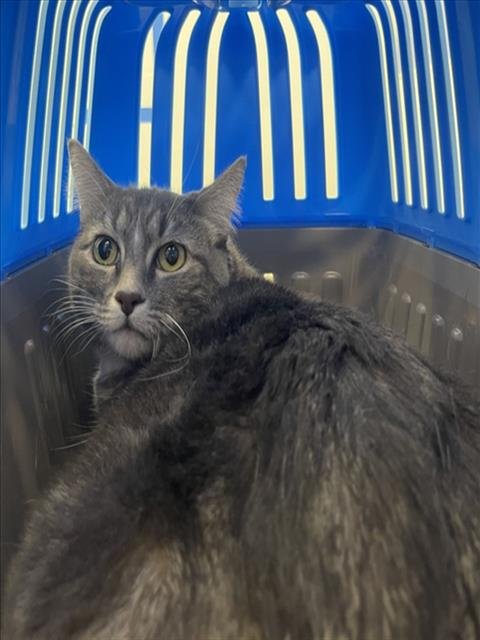 STELLA - Domestic Short Hair available for adoption