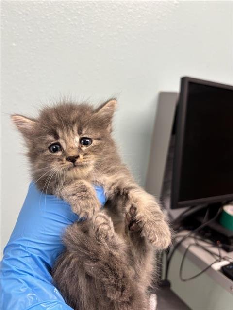 BOOTS - Domestic Short Hair available for adoption