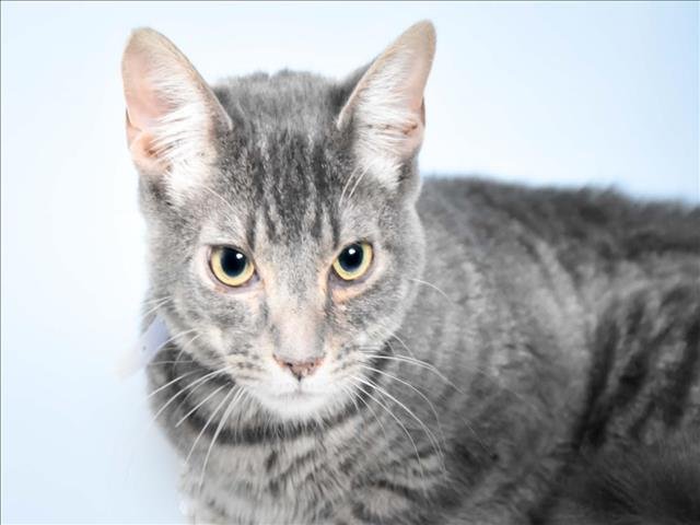 CASPER - Domestic Short Hair available for adoption