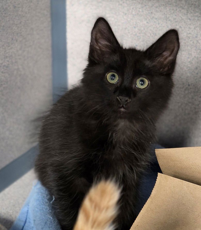 BLITZEN - Domestic Short Hair available for adoption