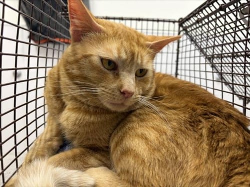 CHEEZ-IT - Domestic Short Hair available for adoption