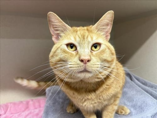 CHEEZ-IT - Domestic Short Hair available for adoption