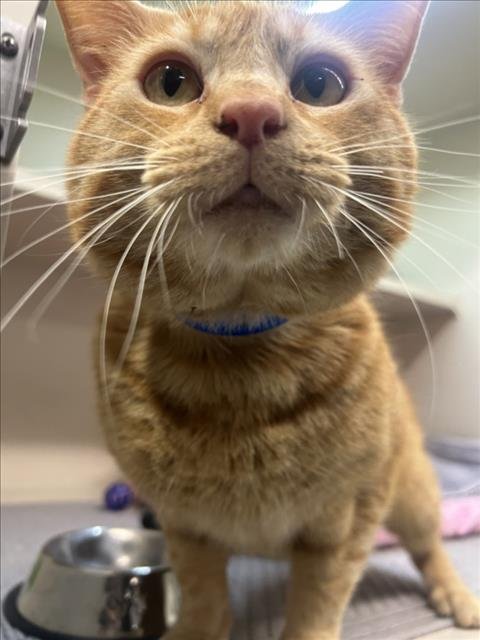 CHEEZ-IT - Domestic Short Hair available for adoption