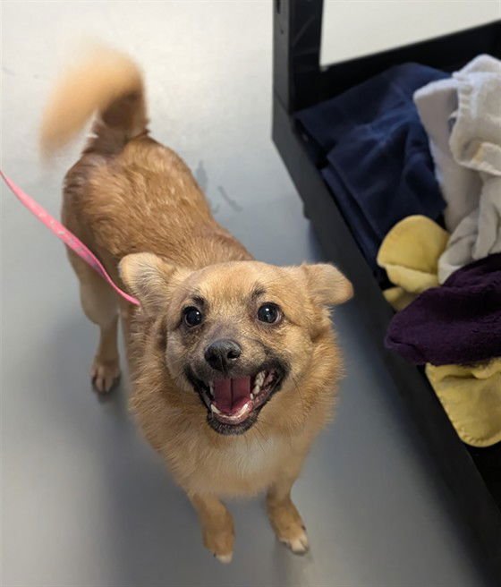 BAILEY - Chihuahua available for adoption