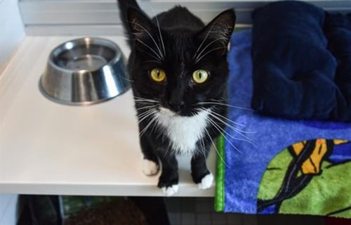 NADIA - Domestic Short Hair available for adoption