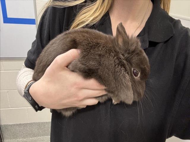 PIPPI - Shorthaired Rabbit available for adoption