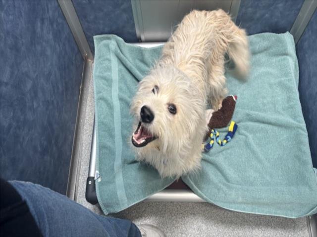 PABLO - Shih Tzu available for adoption