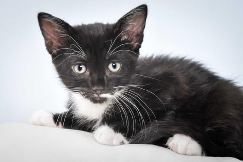 PRINCESS - Domestic Short Hair available for adoption