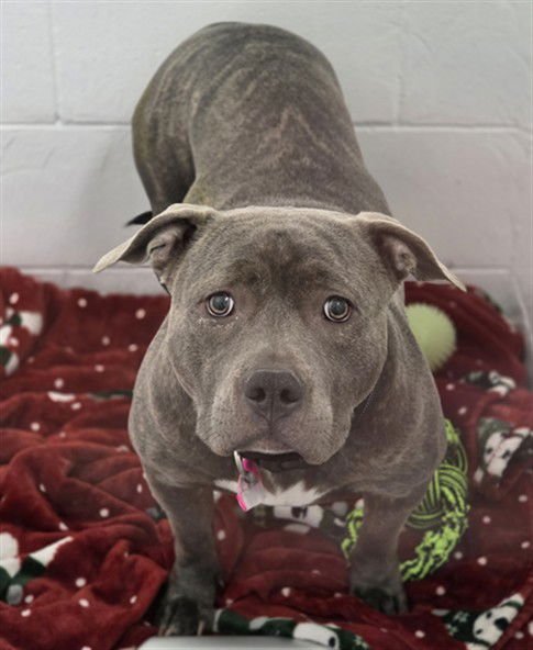 PEGGY - Staffordshire Bull Terrier available for adoption