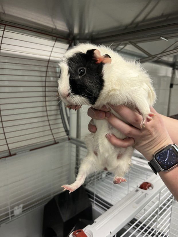 BROWNIE - Guinea Pig available for adoption