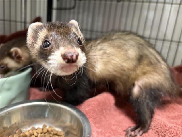 TOOTEE - Ferret available for adoption