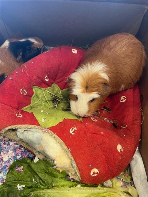 PATRICIA - Guinea Pig available for adoption