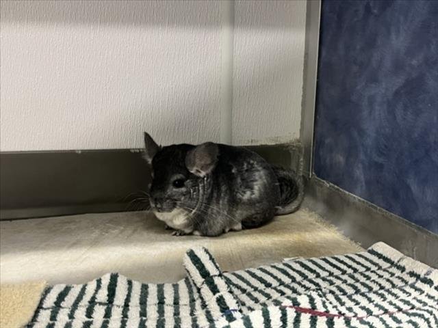 NIGIRI - Chinchilla available for adoption
