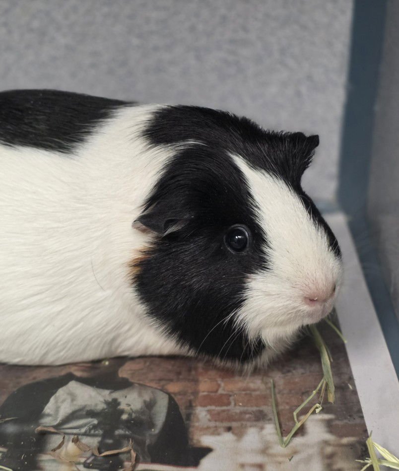 AZALIA - Guinea Pig available for adoption