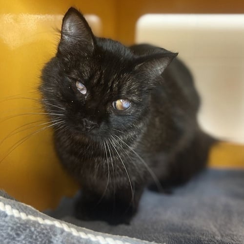 PETUNIA - Domestic Medium Hair available for adoption