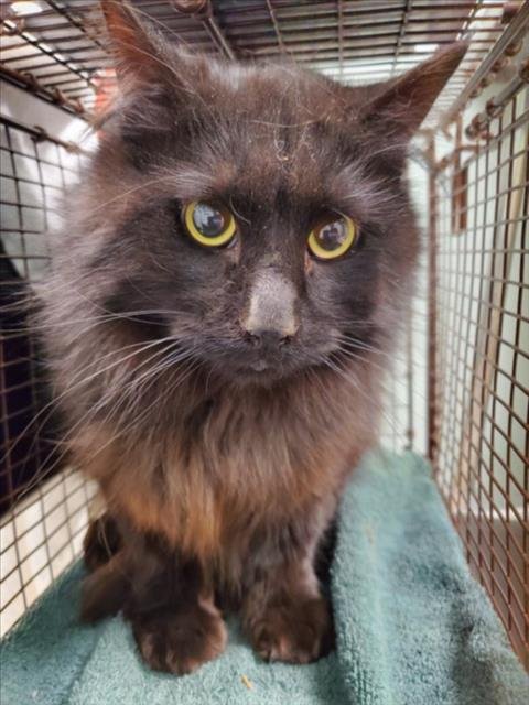 CORAL - Domestic Long Hair for adoption in Fort Collins