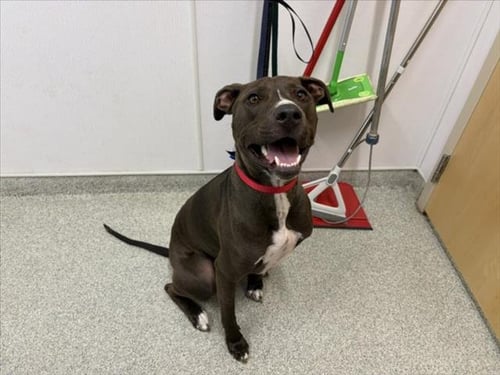 MURDOCK - Pit Bull Terrier available for adoption