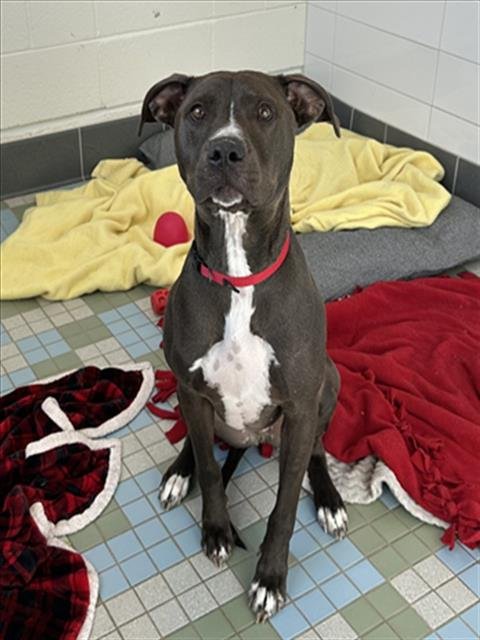 MURDOCK - Pit Bull Terrier available for adoption