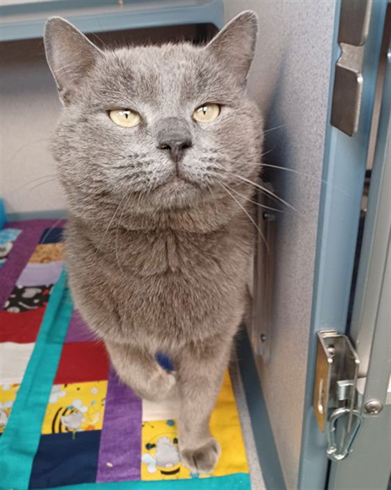 CHAI - Domestic Short Hair available for adoption