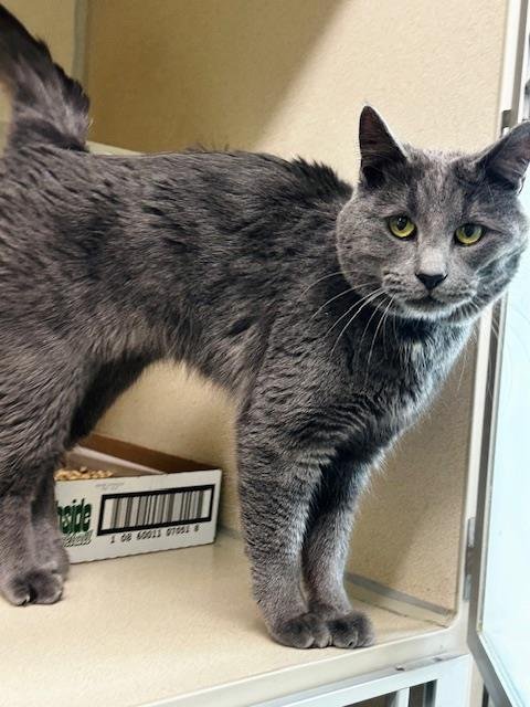 ASH - Domestic Medium Hair available for adoption