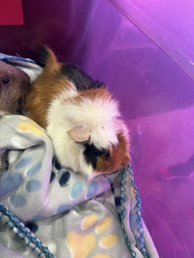 ROSS - Guinea Pig available for adoption