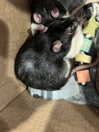 LITTLE MAN - Photo 1