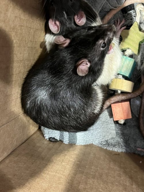 LITTLE MAN - Rat available for adoption