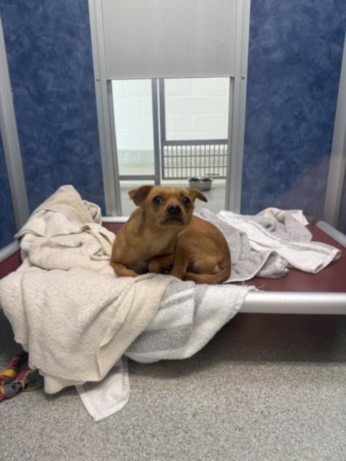 NELLIE - Chihuahua available for adoption