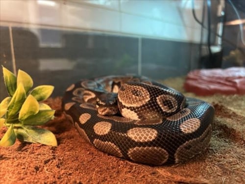 COCOA PUFF - Python available for adoption