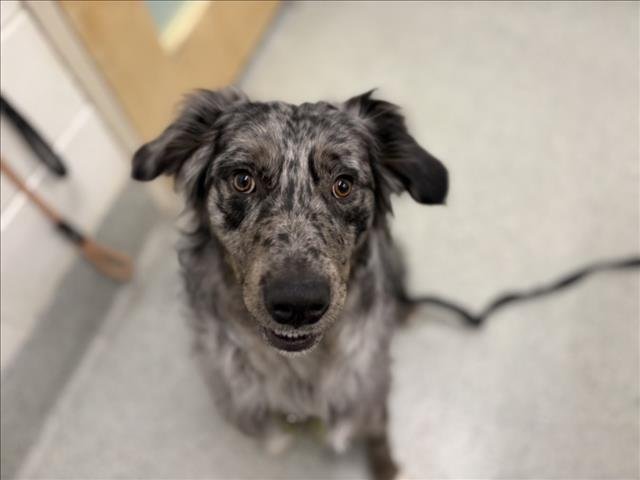 ZERO - Australian Shepherd / German Shepherd Dog available for adoption