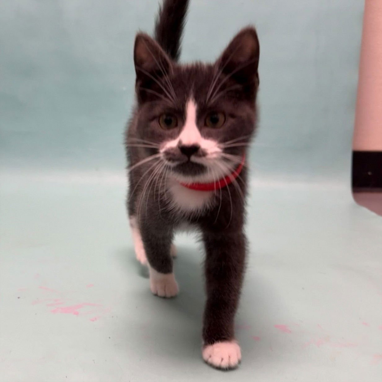 CHEESE - Domestic Short Hair available for adoption