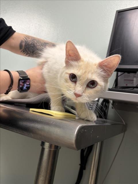 OLIVE - Domestic Medium Hair / Siamese available for adoption