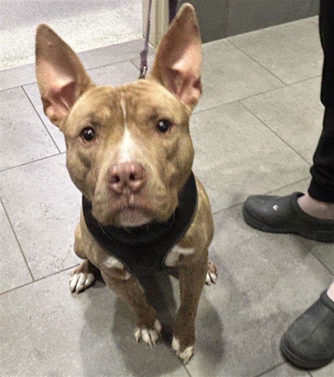 SAMMY - Pit Bull Terrier available for adoption