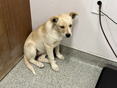 BROCCOLI - Labrador Retriever / Carolina Dog available for adoption