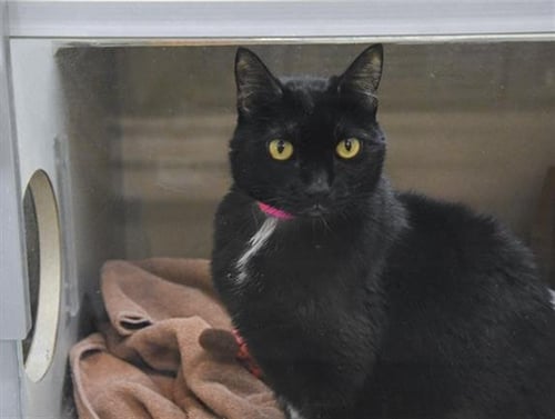 ASH - Domestic Short Hair available for adoption