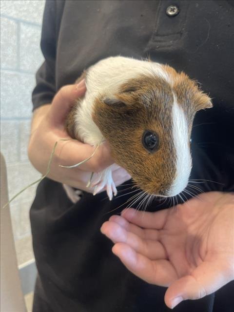 BENSON - Guinea Pig available for adoption