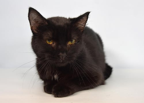 WAFFLE - Domestic Short Hair available for adoption
