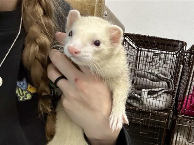 VANILLA - Ferret available for adoption